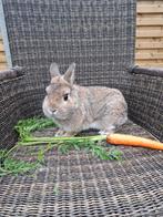 Kleurdwerg rammelaar