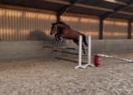 5 jarige ruin, Dieren en Toebehoren, Paarden, Springpaard, Gechipt, Ruin, Zadelmak