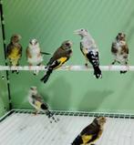 Parva-mutatie, Dieren en Toebehoren, Geslacht onbekend, Wildzangvogel, Geringd