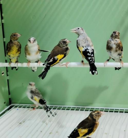 Parva-mutatie, Dieren en Toebehoren, Vogels | Overige Vogels, Wildzangvogel, Geslacht onbekend, Geringd