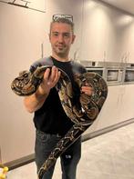 Boa Constrictor koppel Te Koop, Dieren en Toebehoren, Reptielen en Amfibieën, Slang, 7 tot 10 jaar