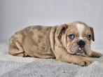 Engelse bulldog, Dieren en Toebehoren, Honden | Bulldogs, Pinschers en Molossers, België, Fokker | Hobbymatig, CDV (hondenziekte)