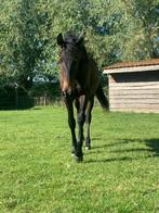 PRE veulen Trueno, Non dressé, Cheval de dressage, Étalon, Vermifugé