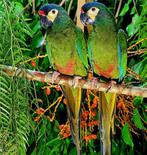 Couple  maracana, Animaux & Accessoires, Oiseaux | Perruches & Perroquets