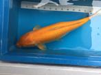 Japanse koi Karashigoi, Dieren en Toebehoren