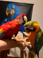 Koppel geelvleugel x catalina ara, Dieren en Toebehoren, Vogels | Parkieten en Papegaaien, Meerdere dieren, Papegaai, Pratend
