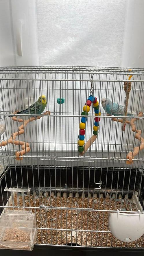Deux perruches a vendre bleu et jeune de 7 mois, Dieren en Toebehoren, Vogels | Parkieten en Papegaaien, Parkiet, Meerdere dieren