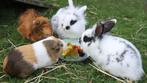 GRATIS jonge hamsters, kippen en konijnen, Dieren en Toebehoren, Oktober, Meerdere dieren, Hamster