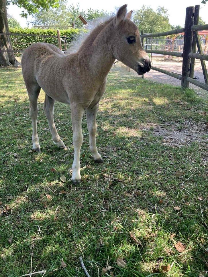 Mini Hengstje, Dieren en Toebehoren, Paarden, Hengst, Niet van toepassing, 0 tot 2 jaar, Met stamboom, Gechipt, Ontwormd