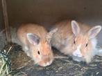 Konijnen te koop, Dieren en Toebehoren, Konijnen