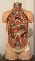 Oud Anatomisch Model Schaal 1/1, Enlèvement