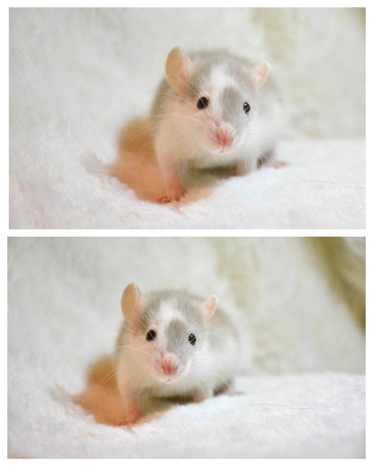 Rittens te reserveren, Dieren en Toebehoren, Knaagdieren, Meerdere dieren, Rat, Oktober, Tam