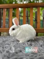 TER ADOPTIE!! Gecastreerde gevaccineerde ram, Dieren en Toebehoren, Dwerg