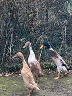 Broedeieren loopeend, Dieren en Toebehoren, Geslacht onbekend, Eend