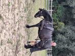 Koetspaard te koop, Merrie, Minder dan 160 cm, Gechipt, 7 tot 10 jaar
