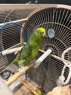 Amazon front jaune 8 mois avec sa cage, Papegaai