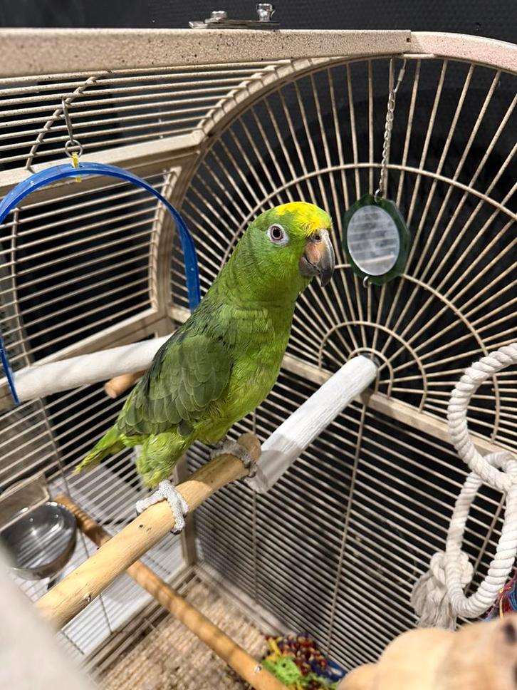 Amazon front jaune 8 mois avec sa cage, Dieren en Toebehoren, Vogels | Parkieten en Papegaaien, Papegaai