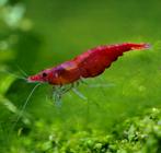 Crevettes rouges  Neocaridina Davidi cerise rouge, Animaux & Accessoires, Poissons | Poissons d'aquarium
