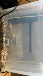 Mooie gele en oranje cichliden, Dieren en Toebehoren, Vissen | Aquariumvissen