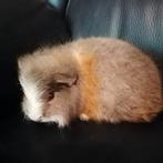 Ch teddy beertje, Dieren en Toebehoren, Knaagdieren, Juni