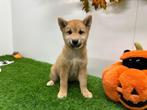 Shiba Inu pups, België, Overige rassen, 8 tot 15 weken, CDV (hondenziekte)