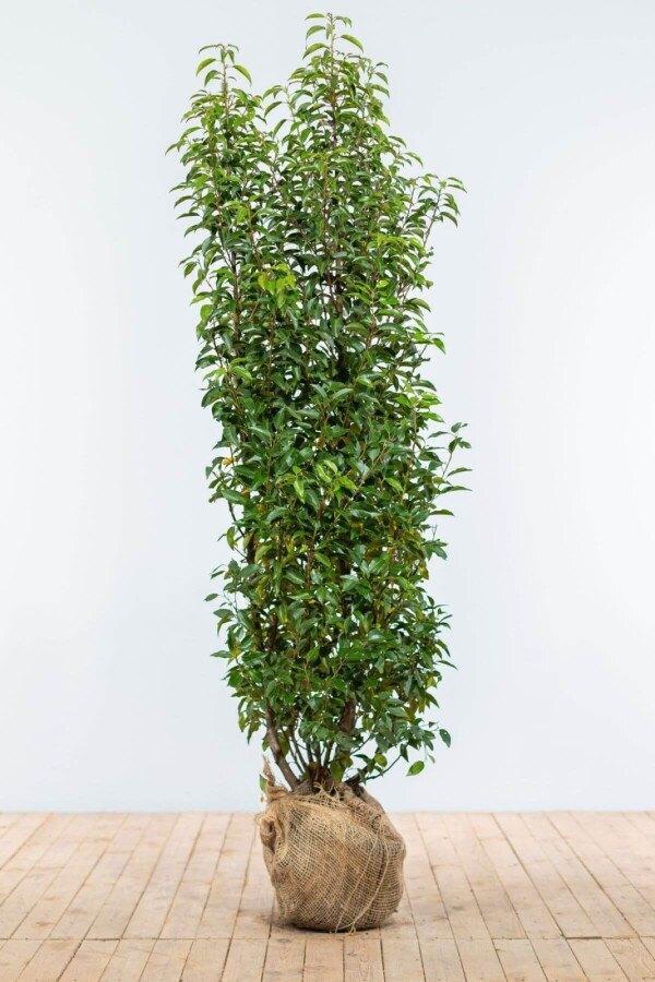 Prunus lus. 'Angustifolia' 100/120cm, Tuin en Terras, Planten | Struiken en Hagen, Haag, Laurier, 100 tot 250 cm, Ophalen