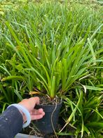 Carex morrowii 'Irish Green', Siergras