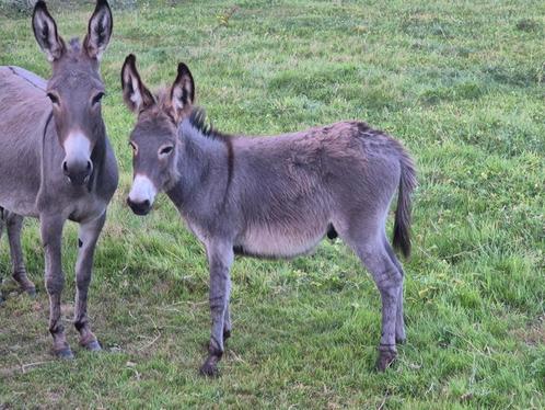 Mooi handtam ezel hengstje, Dieren en Toebehoren, Overige Dieren, Mannelijk, Mei
