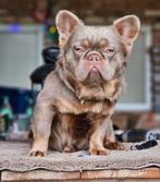 Franse bulldog dekreu (niet te koop), Dieren en Toebehoren, Honden | Bulldogs, Pinschers en Molossers, België, Fokker | Hobbymatig
