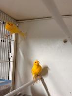 Waterslagers met club ringen, Dieren en Toebehoren