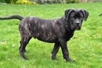 Cane Corso pups te koop - Belgisch, Dieren en Toebehoren, Honden | Bulldogs, Pinschers en Molossers, CDV (hondenziekte), Meerdere