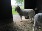 Schaap Herdwick Ram, Dieren en Toebehoren, Schapen, Geiten en Varkens, Mannelijk, Schaap, 3 tot 5 jaar