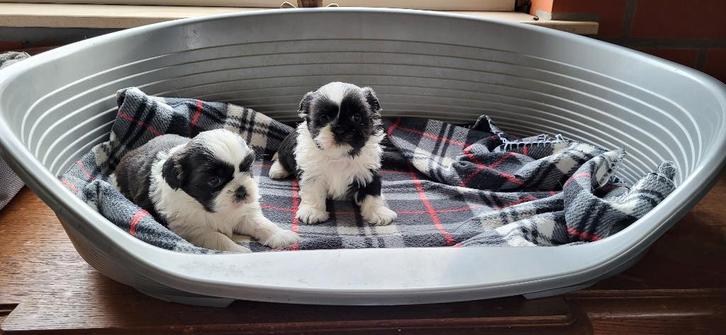Shih Tzu pups, Animaux & Accessoires, Chiens | Chihuahuas & Chiens de compagnie, Plusieurs animaux, Chihuahua, Éleveur | Professionnel
