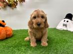 Cockapoo pups, Dieren en Toebehoren, Honden | Chihuahua's en Gezelschapshonden, België, Overige rassen, 8 tot 15 weken, CDV (hondenziekte)