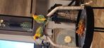 Conure soleil, Dieren en Toebehoren