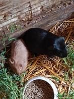 Verschillende jonge cavia beertjes, Dieren en Toebehoren, Knaagdieren, Cavia, Juni, Mannelijk, Tam