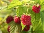 Gratis Frambozen struiken, Tuin en Terras, Ophalen