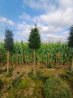 Taxus stam, Tuin en Terras, Ophalen