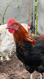 Marans haan, Mannelijk, Kip