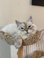 Mascarade de Neva, Animaux & Accessoires, Chatte ou Chat, Vermifugé, 0 à 2 ans