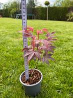 Acer, Tuin en Terras, Planten | Tuinplanten, Ophalen