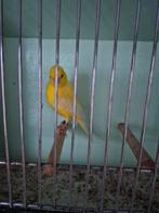 Irish fancy, Dieren en Toebehoren, Mannelijk, Postuurkanarie