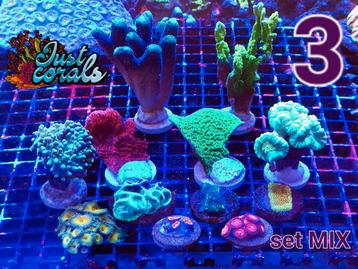 Set : corail, aquarium marin, eau salée, aquarium récifal, c