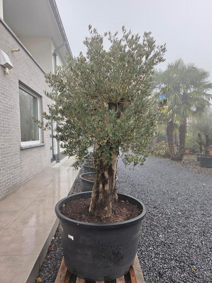 Olijfboom Olea Europaea, Tuin en Terras, Planten | Bomen, Olijfboom, Ophalen