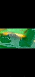 Koi, Dieren en Toebehoren, Vissen | Vijvervissen, Karper of Koi