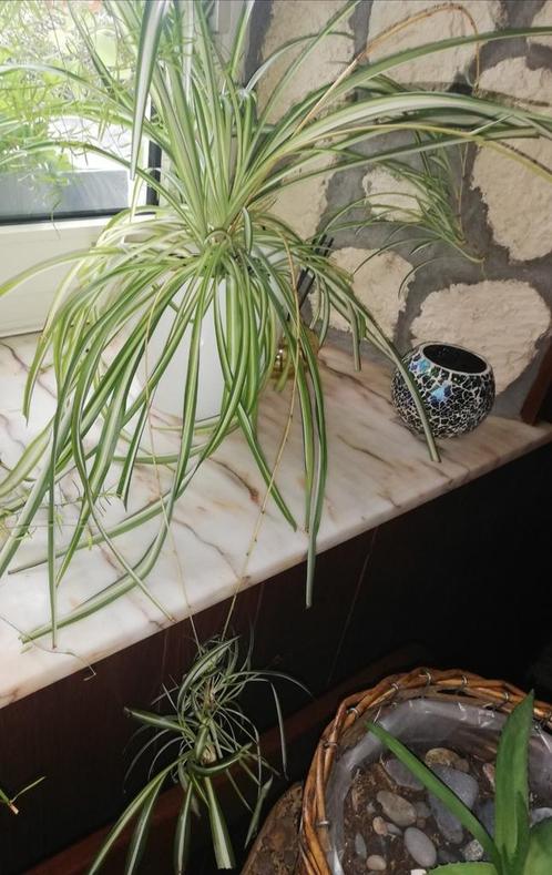 Echange plantules de plante araignée, Huis en Inrichting, Kamerplanten, Ophalen