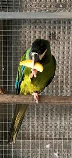 Male ara collier jaune disponible 500euro, Mannelijk