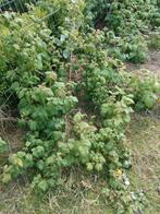 pousses de framboise, Enlèvement