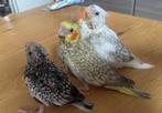 Handtamme jonge valkparkieten, Dieren en Toebehoren, Meerdere dieren, Tam