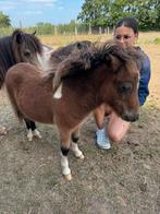 Shetland hengsteveulen te koop, Dieren en Toebehoren, Niet van toepassing, 0 tot 2 jaar, Hengst, A pony (tot 1.17m)